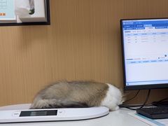 -瑞派康怡24h宠物医院·犬猫医疗中心·微创绝育(瑞景分院)