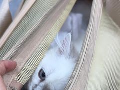 -爱洗澡的猫(天河路店)