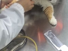 -乐嘟嘟宠物医院