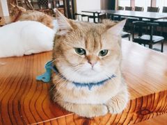 -蓝鲸·缅因猫舍