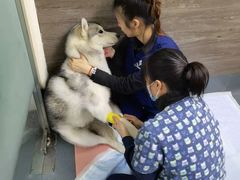 -爱侣宠医·鹦鹉专科·小型哺乳类·异宠专科(灵石路店)