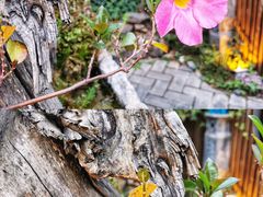 -厚山庭院重庆老火锅