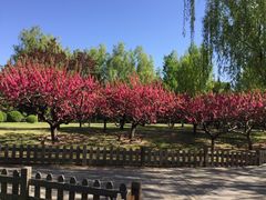 -莲花池公园