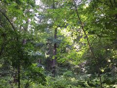 -五营红松林海景区