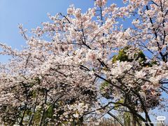 -顾村公园