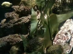 -暹罗海洋世界