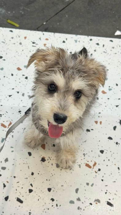 瑞鹏宠物医院·普外科·影像科·皮肤科(城市山谷分院)图片