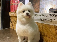 -more than meow吴止猫主题餐厅(承德 中船汇店)