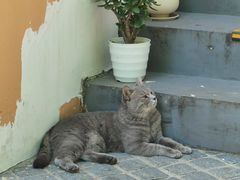 -猫岛主趣味餐厅(鼓浪屿店)