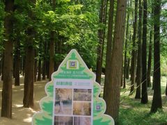 -日照海滨国家森林公园