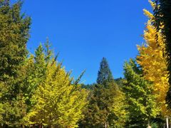 -洛阳白云山景区