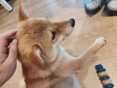 -南京Hallo宠物乐园·哈罗犬舍·柴犬繁育基地