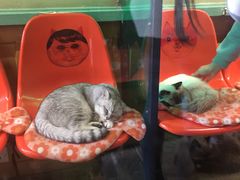 -猫咪博物馆(顶澳仔猫街店)