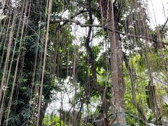 -中国科学院西双版纳热带植物园