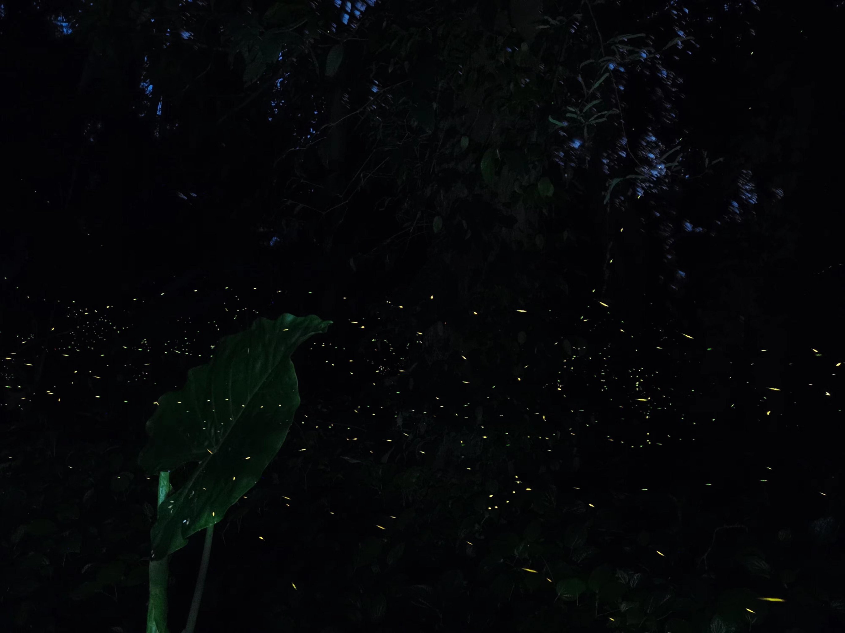 萤火虫夜景的风景图片图片