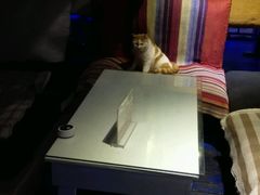 -Sirena海妖日咖夜酒