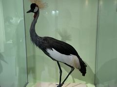 -盐城丹顶鹤湿地生态旅游区