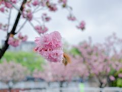-嘉定紫藤园