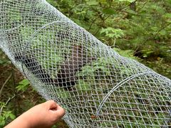 -五营红松林海景区