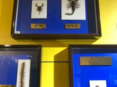 -上海昆虫博物馆