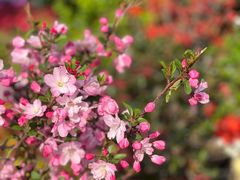 -金陵花卉交易市场