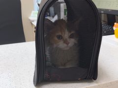 -瑞鹏宠物医院·普外科·影像科·皮肤科(城市山谷分院)