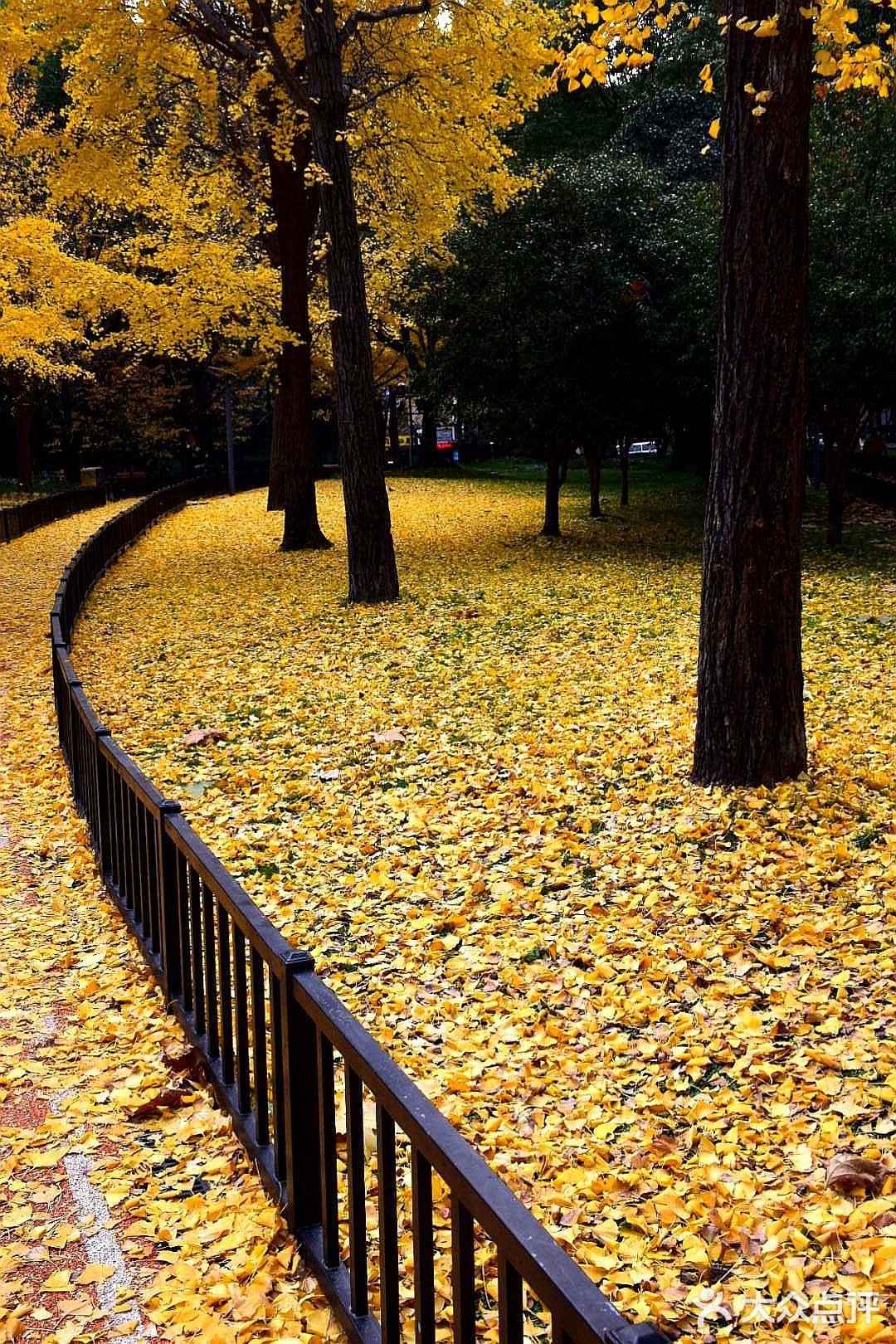 疯狂的金黄色，错过要等一年
