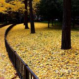 疯狂的金黄色，错过要等一年