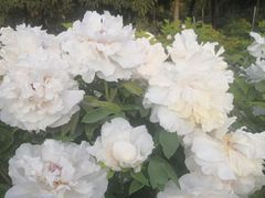 -洛阳市隋唐城遗址植物园