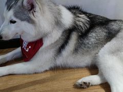 -Husky Go! 哈士奇体验馆·宠物咖啡厅狗咖