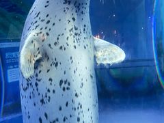 -海合安武汉极地海洋公园