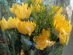 -双季花艺园艺市场(浦东店)