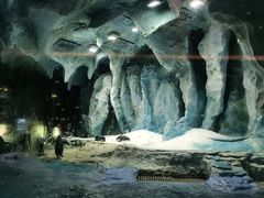 -帝企鹅自助餐厅•儿童岛•真企鹅(长隆企鹅酒店)