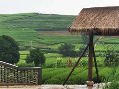 -龙坞茶村