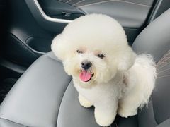 -翊宠yipet猫狗购宠庄园犬舍•猫舍