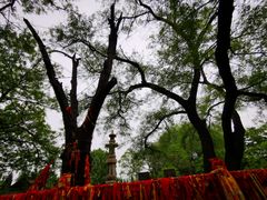 -大槐树寻根祭祖园