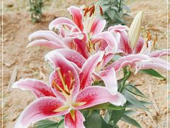 -松山湖梦幻百花洲