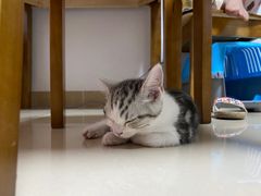 -lincat·猫舍(广州店)