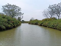 -大湾区中央湿地公园
