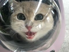 -东方名猫馆·英短金渐层布偶猫舍(环线广场1号楼店)