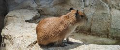-Zoolung Zoolung动物主题公园(海信广场店)