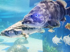 -成都浩海立方海洋公园