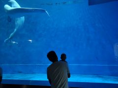 -芜湖新华联大白鲸海洋公园