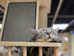 -猫和宫(六道口店)