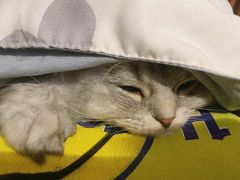 -关爱宠物医院·猫科中心·消化科(滨湖万达分院)