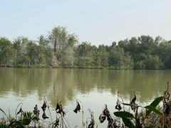 -大湾区中央湿地公园