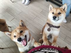 -柴犬高等学院·狗咖·柴犬售卖·宠物训练