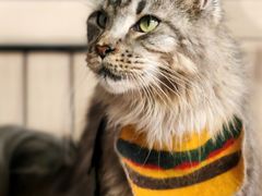-豆逗聊愈猫阁Easy Life