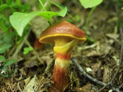 -白草畔自然风景区