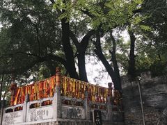 -大槐树寻根祭祖园